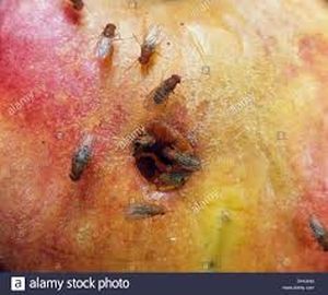 uploads/images/pest/apple fruit fly.jpg